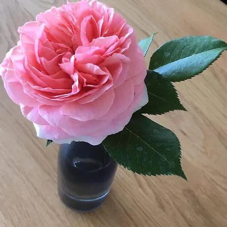 Vendégház Gaestehaus-weingut Loersch Leiwen