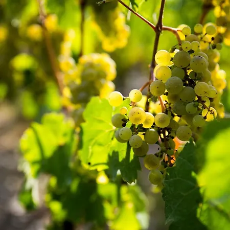 Πανσιόν Gaestehaus-weingut Loersch 3*