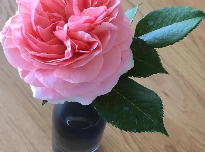 Penzion Gaestehaus-weingut Loersch Leiwen