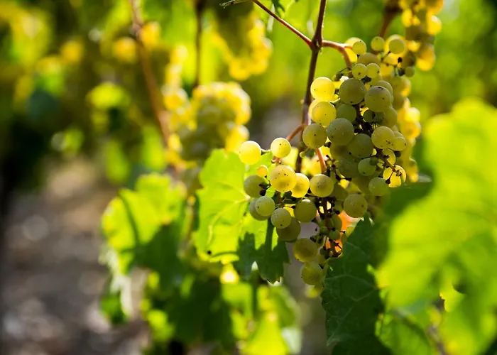 Penzion Gaestehaus-weingut Loersch 3*